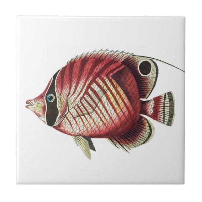Vintage Tropical Angel Fish Kakelplatta (Framsidan)