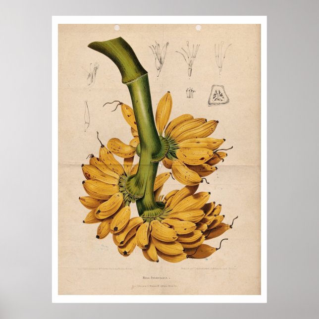 Vintage Tropical Banana Poster (Framsidan)