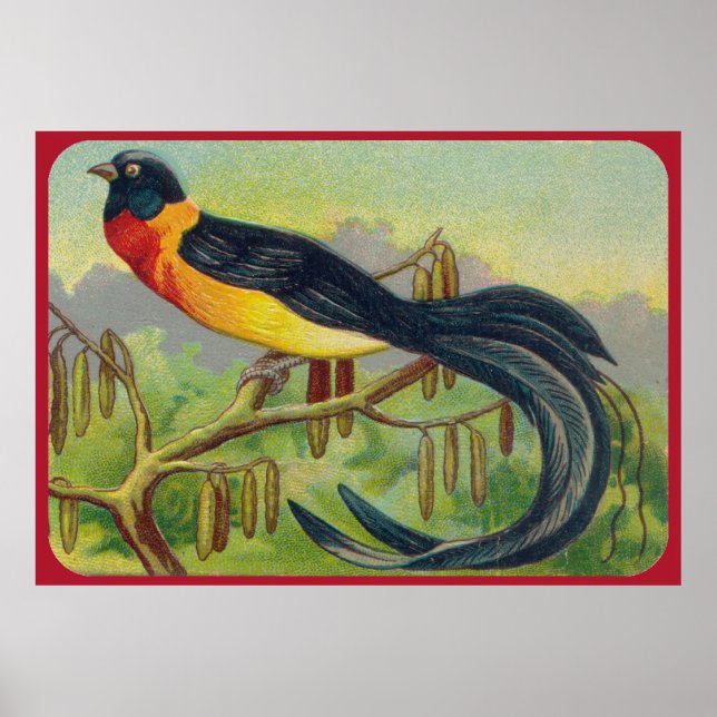 Vintage Tropical Bird Print Poster (Framsidan)