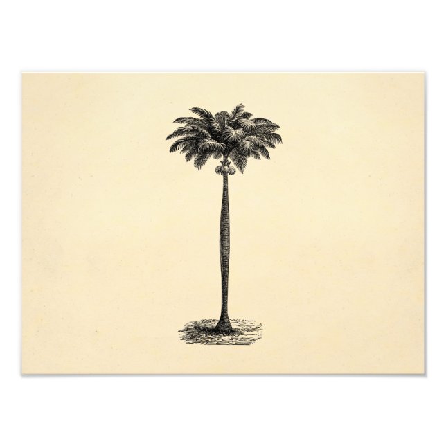 Vintage Tropical Island Handflatan Träd Blank mall Fototryck (Framsidan)