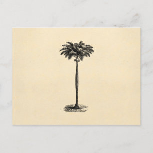 Vintage Tropical Island Handflatan Träd Blank mall Vykort