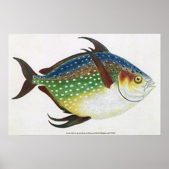 Vintage Tropical Opah Fish, Marine Aquatic Animal Poster (Framsidan)