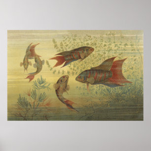 Vintage Tropical Paradise Fish Poster