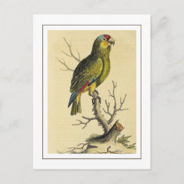 Vintage Tropical Red-lored Amazon Parrot Bird Vykort