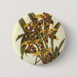 Vintage Tropiska Odontoglossum Orkidé Blommor Knapp