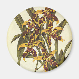 Vintage Tropiska Odontoglossum Orkidé Blommor Magnet