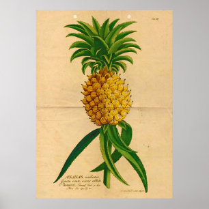 Vintage Tropiskt Poster av ananas