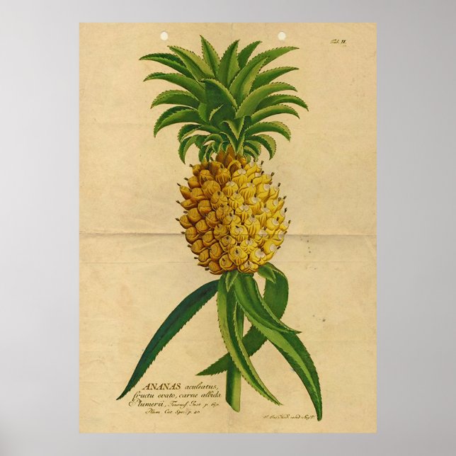 Vintage Tropiskt Poster av ananas (Framsidan)