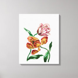 Vintage Tulip Botanical Illustration Canvastryck