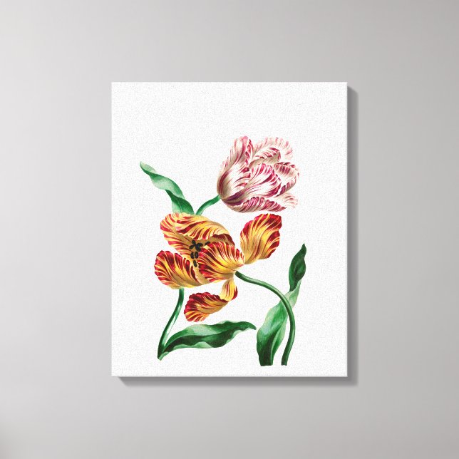 Vintage Tulip Botanical Illustration Canvastryck (Framsida)