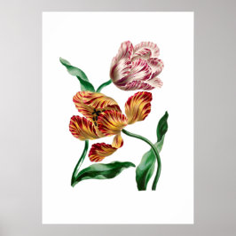 Vintage Tulip Botanical Illustration Poster