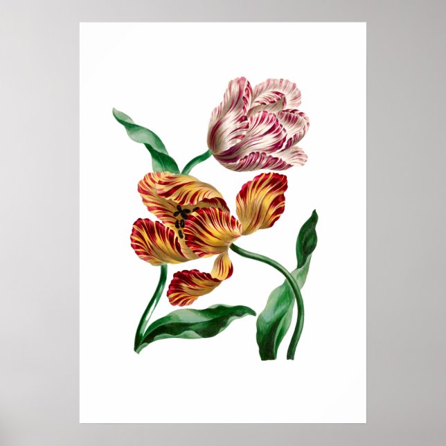 Vintage Tulip Botanical Illustration Poster (Framsidan)