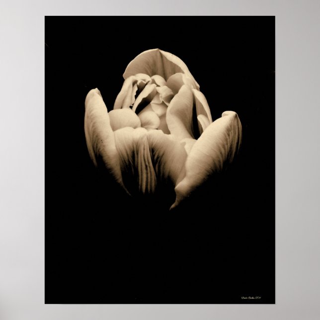 Vintage Tulip på svart bakgrund Poster (Framsidan)