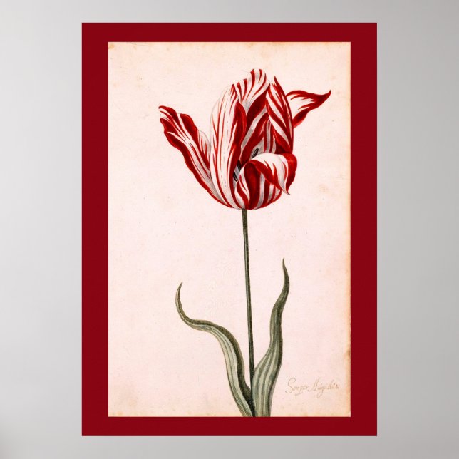 Vintage Tulip Teckning Poster (Framsidan)