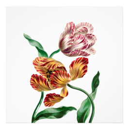 Vintage Tulpan Botanisk Illustration Fototryck