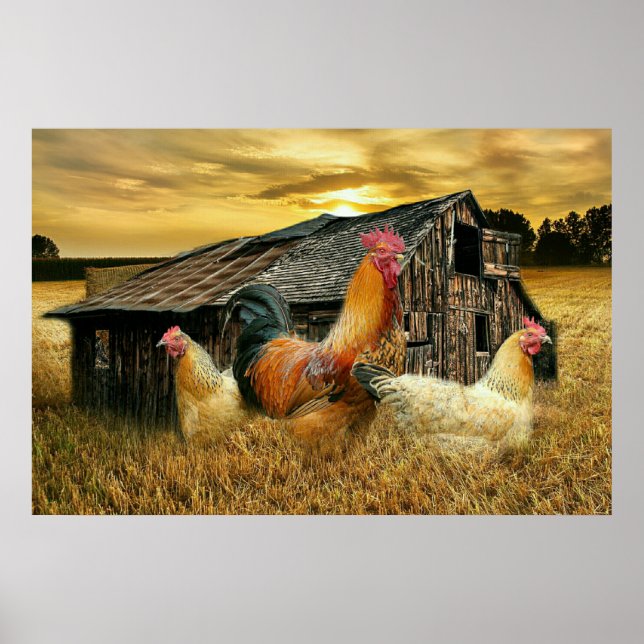 Vintage Tupp Hens Rustic Barn Coop Poster (Framsidan)