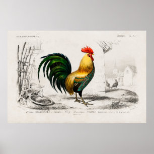 Vintage Tupp Illustration Poster