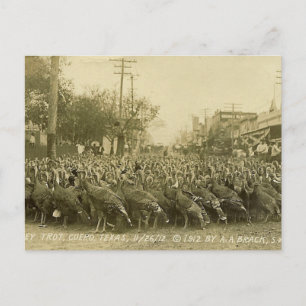 Vintage Turkiet Farm Photograph Vykort