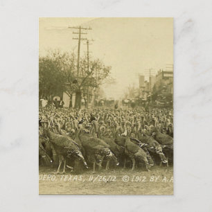 Vintage Turkiet Farm Photograph Vykort
