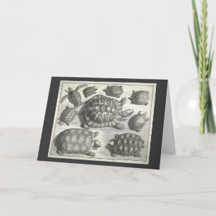 Vintage Turtle Etching Kort