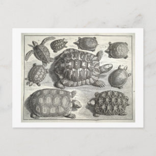 Vintage Turtle Etching Vykort
