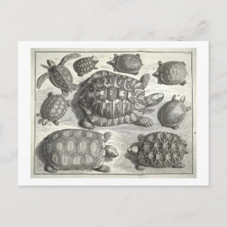 Vintage Turtle Etching Vykort