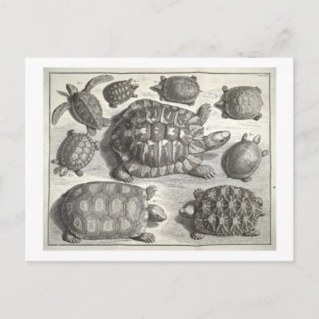 Vintage Turtle Etching Vykort (Framsida)