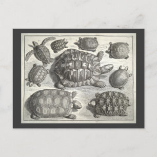 Vintage Turtle Etching Vykort