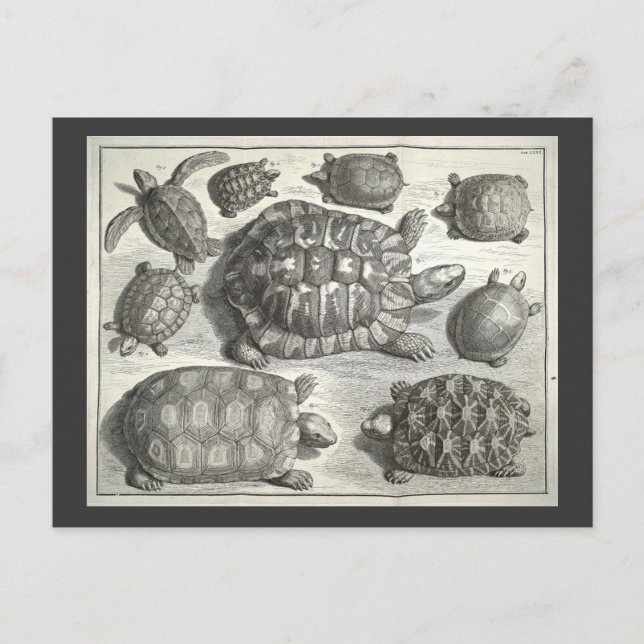 Vintage Turtle Etching Vykort (Framsida)