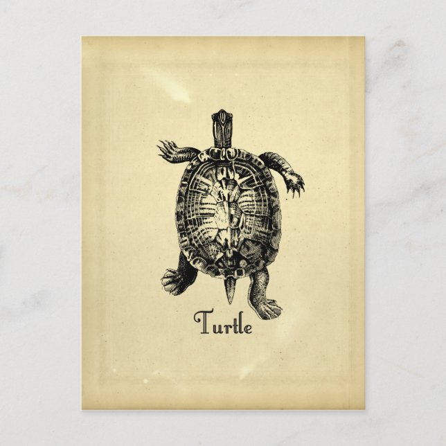 VINTAGE TURTLE VYKORT (Framsida)