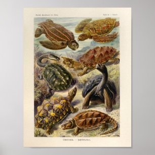 Vintage Turtles Färg Ernst Haeckel Art Skriv ut Poster