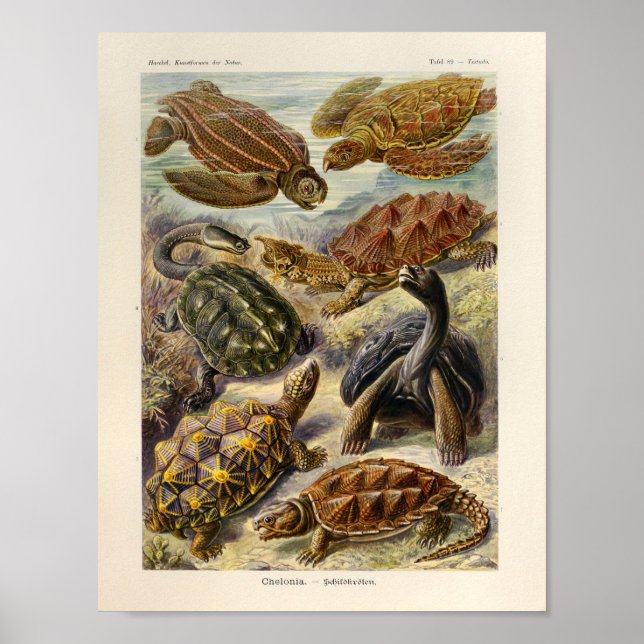 Vintage Turtles Färg Ernst Haeckel Art Skriv ut Poster (Framsidan)