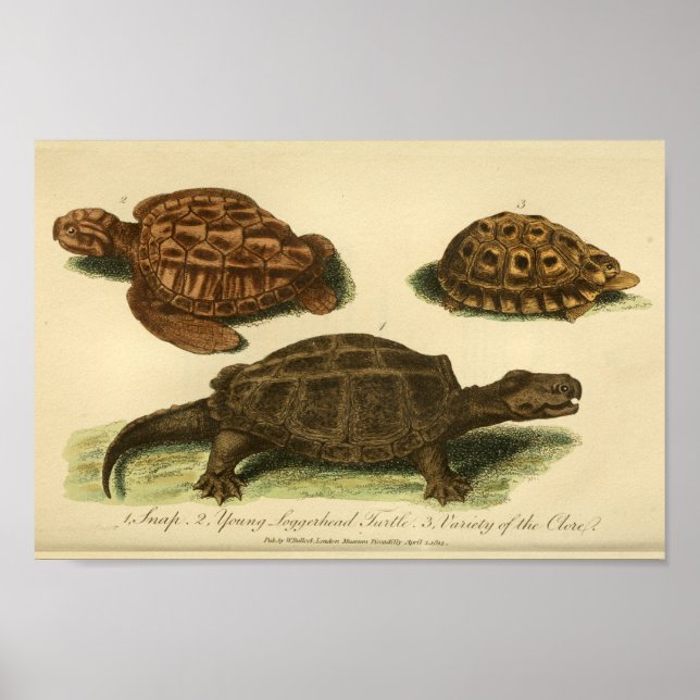 Vintage Turtles Natural History Skriv ut Poster (Framsidan)