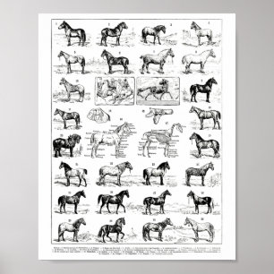 Vintage Typer av hästar Horseback Ridi Poster