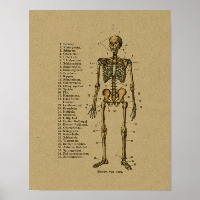 Vintage - tysk anatomi - Skeleton Print Poster (Framsidan)