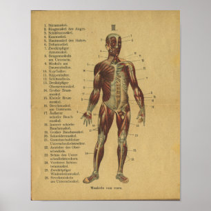 Vintage Tyska Anatomy Print Muscles Poster