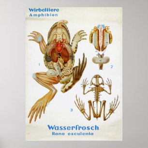 Vintage Tyska grovdissekeringsdiagram Poster