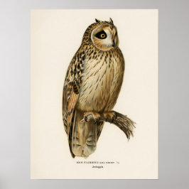 Vintage Uggla Illustration Poster