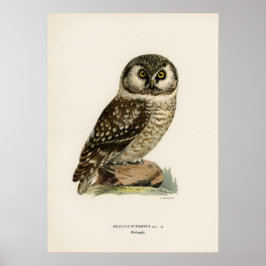 Vintage Uggla Illustration Poster