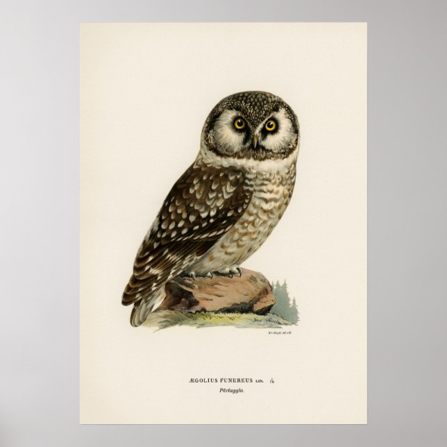 Vintage Uggla Illustration Poster (Framsidan)