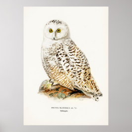 Vintage Uggla Illustration Poster