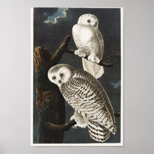 Vintage Uggla Illustration Poster