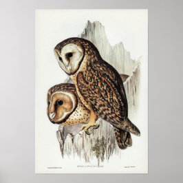 Vintage Uggla Illustration Poster
