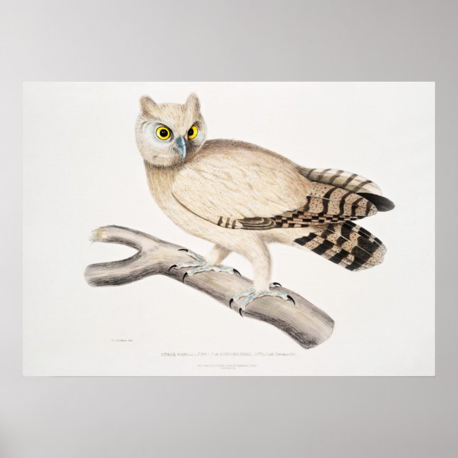 Vintage Uggla Illustration Poster (Framsidan)