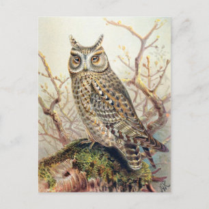 Vintage Uggla Illustration Vykort