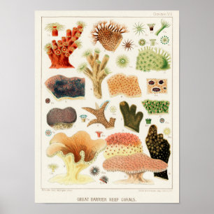 Vintage Underbar barriärref för Australien Coral Poster