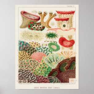 Vintage Underbar barriärref för Australien Corals Poster