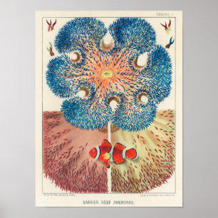 Vintage Underbar Barrier Reef Anemones Sång Fish Poster