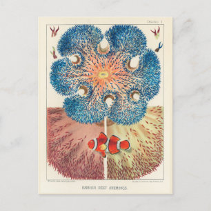 Vintage Underbar Barrier Reef Anemones Sång Fish Vykort