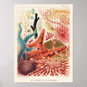 Vintage Underbar Barrier Reef Australia Echinoderm Poster